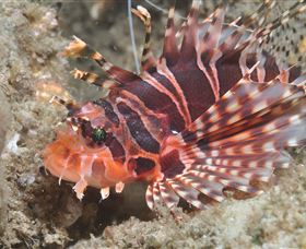 The Seaway Dive Site - Broome Tourism 0