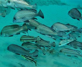 The Seaway Dive Site - Broome Tourism 3