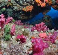 Cherubs Cave Dive Site - Broome Tourism