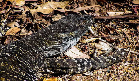 Saltwater National Park - Broome Tourism 2