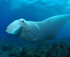 Manta Bommie Dive Site - Broome Tourism 0