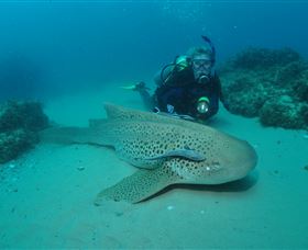Manta Bommie Dive Site - Broome Tourism 1