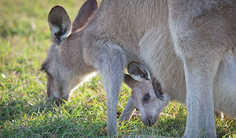 Moonee Beach Nature Reserve - Broome Tourism 2