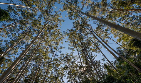 Queens Lake Nature Reserve - Broome Tourism 2