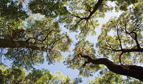 Coffs Coast Regional Park - Broome Tourism 2