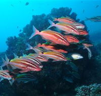Flat Rock Dive Site - Broome Tourism