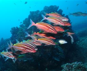 Flat Rock Dive Site - Broome Tourism 0