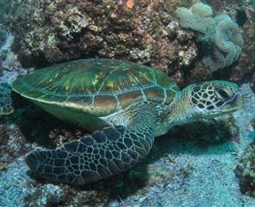 Flat Rock Dive Site - Broome Tourism 1