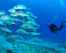 Flat Rock Dive Site - Broome Tourism 3