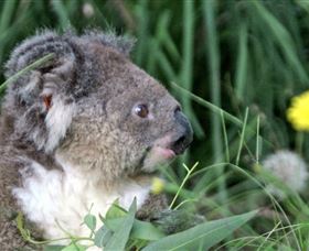Koala Hospital - Broome Tourism 0