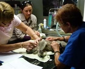 Koala Hospital - Broome Tourism 2