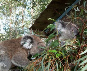 Koala Hospital - Broome Tourism 7