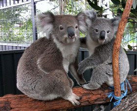 Koala Hospital - Broome Tourism 5