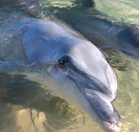 Dolphins of Monkey Mia - Broome Tourism