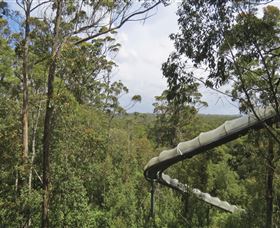 Tarkine Forest Adventures - Dismal Swamp - Broome Tourism 1