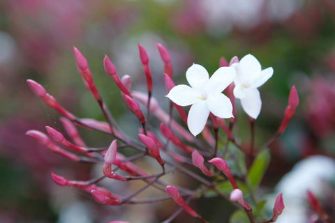 Jasmin Organics Skincare Farm And Factory - Broome Tourism 3