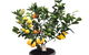 Fruit Salad Tree Company - thumb 3