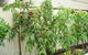 Fruit Salad Tree Company - thumb 4