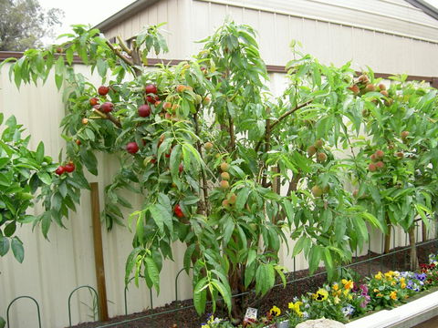 Fruit Salad Tree Company - Broome Tourism 4