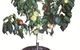 Fruit Salad Tree Company - thumb 5