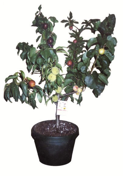 Fruit Salad Tree Company - Broome Tourism 5