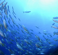 Cape Byron Marine Park - Broome Tourism