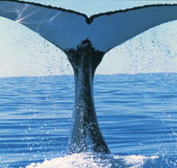 Humpback Whales - Broome Tourism