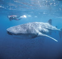 Swim with the Whale Sharks - Broome Tourism