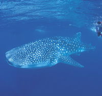 Ningaloo Reef - Broome Tourism