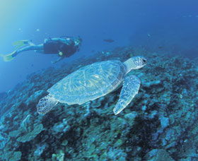 Ningaloo Reef - Broome Tourism 1