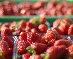 Turners Beach Berry Patch - Broome Tourism 0