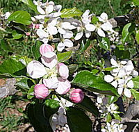 Avro Park Orchards - Broome Tourism