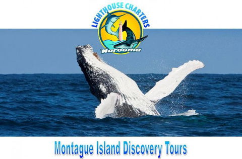 Lighthouse Charters Narooma - Broome Tourism 2