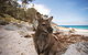 Nullarbor Traveller - thumb 28