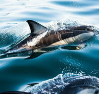 Dolphin Swim Australia - Broome Tourism