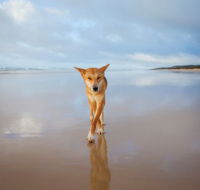Fraser Island Adventure Tours - Broome Tourism
