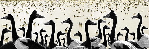 Tin Shed Art Gallery - Broome Tourism 0