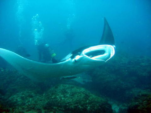 Kirra Dive “On The Tweed” - Broome Tourism 3