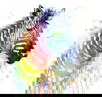 Rainbow Zebra - 65 Northbourne 7.30-9.30pm - Broome Tourism