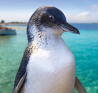 Full-Day Penguin Island  Fremantle Town - Broome Tourism