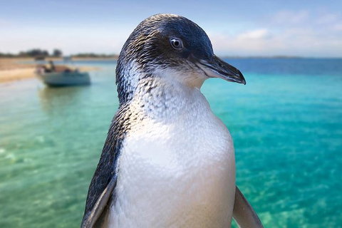 Full-Day Penguin Island & Fremantle Town - Broome Tourism 2
