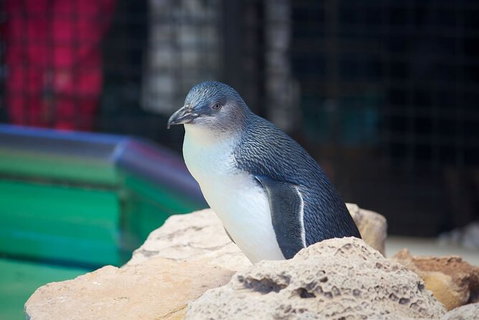 Full-Day Penguin Island & Fremantle Town - Broome Tourism 5