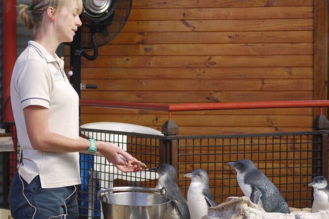 Full-Day Penguin Island & Fremantle Town - Broome Tourism 6