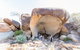 Full-Day Wave Rock & Historic York - thumb 3