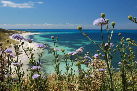 Rottnest Island Bayseeker Tour - Broome Tourism 6