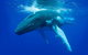 Dunsborough Whale Watching Eco Tour - thumb 0