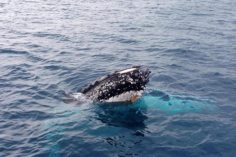 Dunsborough Whale Watching Eco Tour - Broome Tourism 1