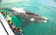 Dunsborough Whale Watching Eco Tour - thumb 3