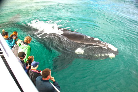 Dunsborough Whale Watching Eco Tour - Broome Tourism 3