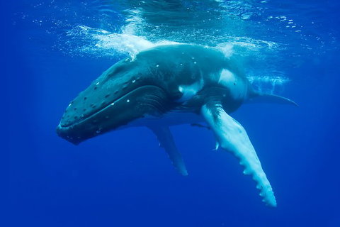 Dunsborough Whale Watching Eco Tour - Broome Tourism 2